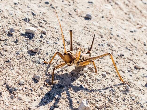 Cykliniarka Kunzle Tasin Scorpion w pracy przy renowacji parkietu