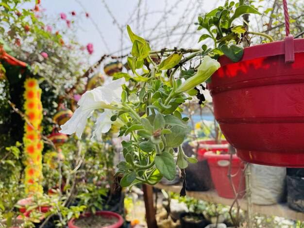 Jak zrobić kwietnik ze skrzynki po jabłkach do swojego ogrodu?